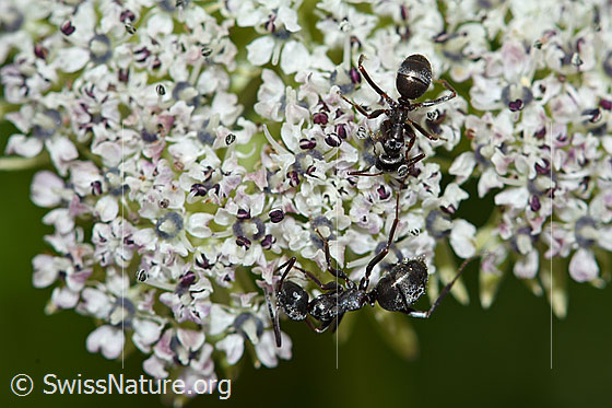 Foto: Zwei Formica lemani (Waldameise) auf Zwerg-Mutterwurz (Ligusticum mutellinoides). Länge 4.5 - 6.5mm.