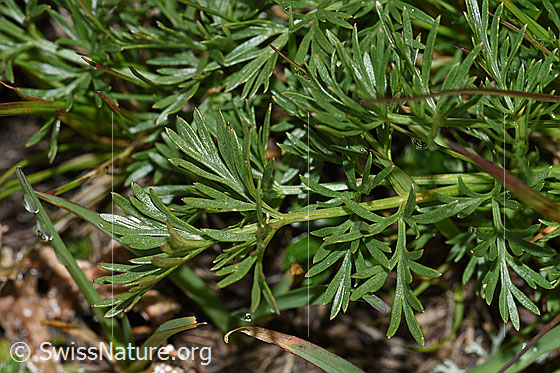 Foto: Zwerg-Mutterwurz (Ligusticum mutellinoides). Blätter.