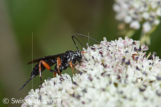 Foto: Wahrscheinlich Hoplocryptus bellosus (Schlupfwespe) auf Zwerg-Mutterwurz (Ligusticum mutellinoides). Weibchen. Länge 14mm. Ansicht von schräg vorne.