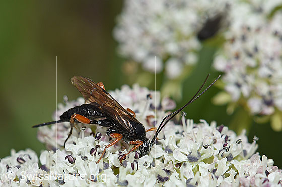 Foto: Wahrscheinlich Hoplocryptus bellosus (Schlupfwespe) auf Zwerg-Mutterwurz (Ligusticum mutellinoides). Weibchen. Länge 14mm. Ansicht von schräg oben.
