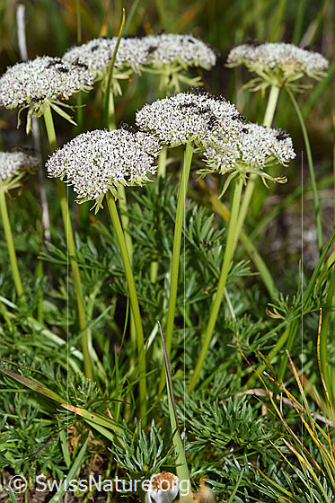 Foto: Zwerg-Mutterwurz (Ligusticum mutellinoides). Ganze Pflanze (Habitus).
