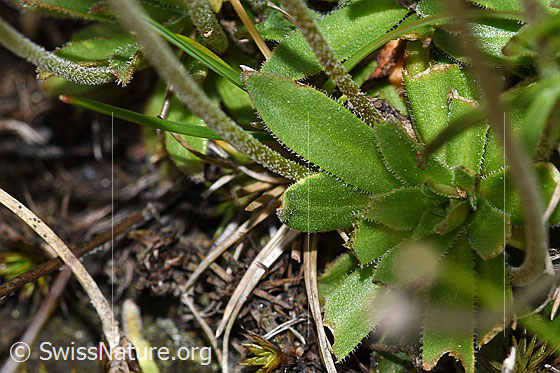 Foto: Stumpfblättriger Mannsschild (Androsace obtusifolia). Lockere Blattrosette und Stängel.