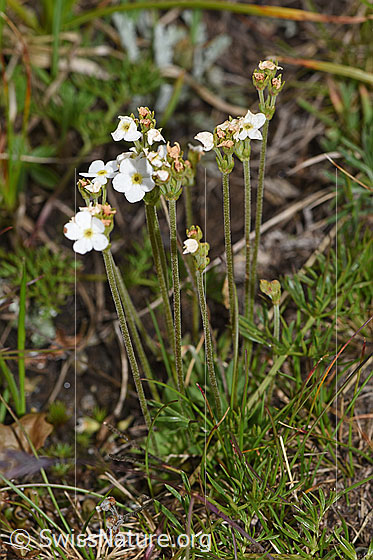 Foto: Stumpfblättriger Mannsschild (Androsace obtusifolia). Ganze Pflanze (Habitus).