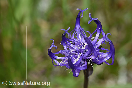 Foto: Halbkugelige Rapunzel (Phyteuma hemisphaericum). Blüte.