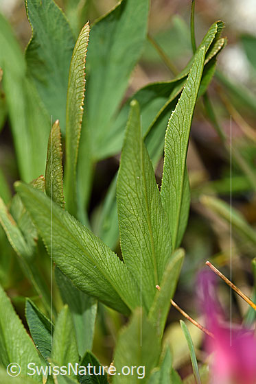 Foto: Alpen-Klee (Trifolium alpinum). Blätter.