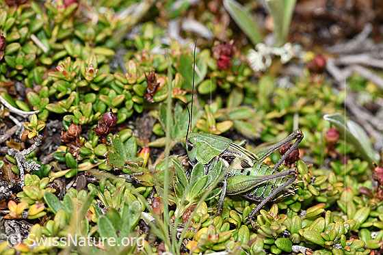 Warzenbeisser (Decticus verrucivorus)