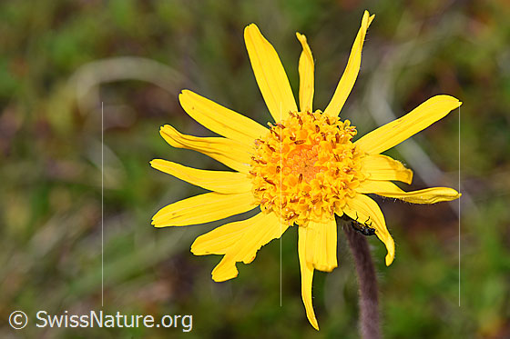 Photo: Arnica montana. Blossom.