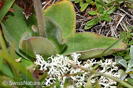 Photo: Arnica montana. Stem and leaves.
