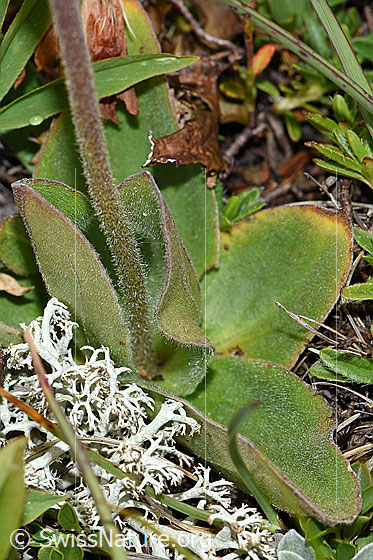 Photo: Arnica montana. Stem and leaves.