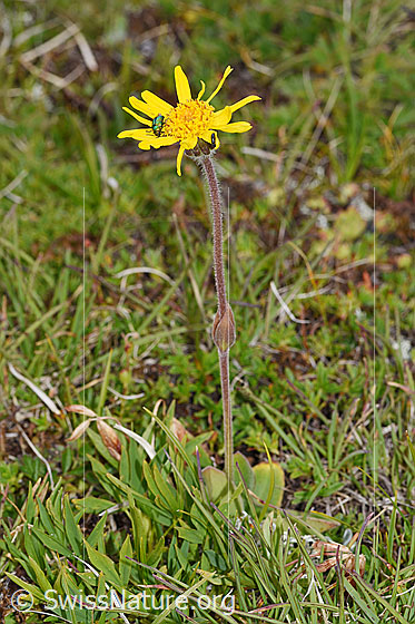 Photo: Arnica montana. Whole plant (habiti).
