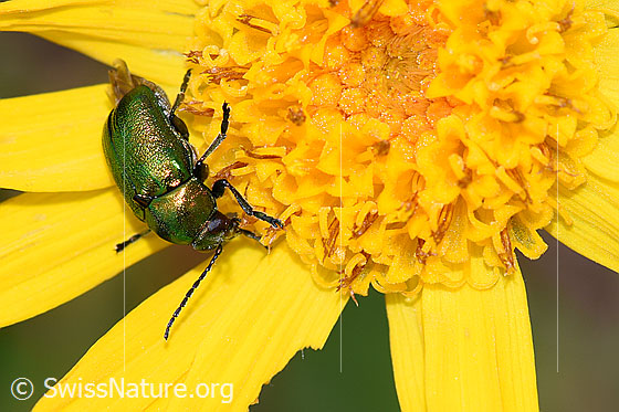 Photo: Probably Cryptocephalus sericeus on Arnica montana. Length 6mm. View from diagonally above.