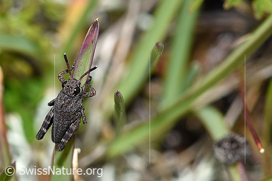 Rotflügelige Schnarrschrecke (Psophus stridulus)