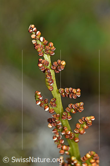 Photo: Botrychium lunaria. Stems and spores.
