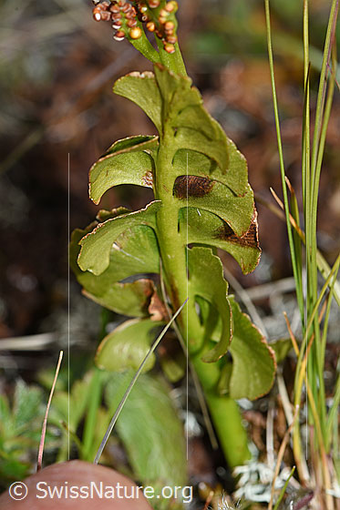 Photo: Botrychium lunaria. Pinnae (leaves) and stems.