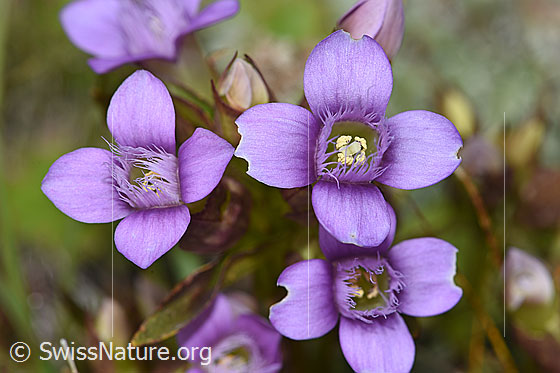 Photo: Gentiana campestris. Blossoms.