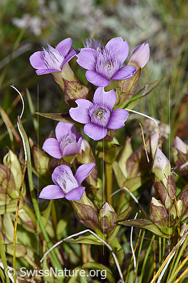 Photo: Gentiana campestris. Whole plant (habiti).