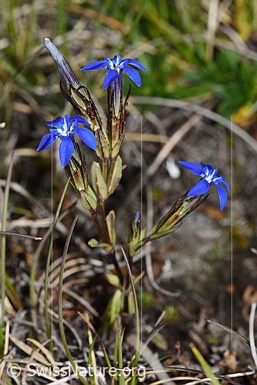 Photo: Gentiana nivalis. Whole plant (habiti). Height: 7cm.