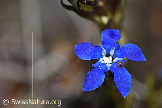 Photo: Gentiana nivalis. Blossom. Diameter: 1cm.