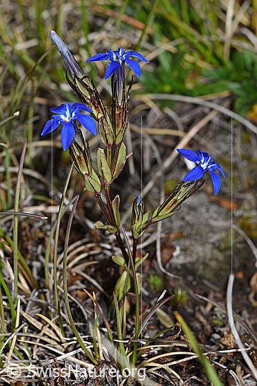 Photo: Gentiana nivalis. Whole plant (habiti). Höhe: 7cm.