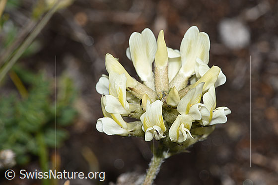 Photo: Oxytropis campestris. Blossoms.