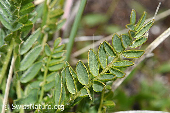 Photo: Oxytropis campestris. Leaves.