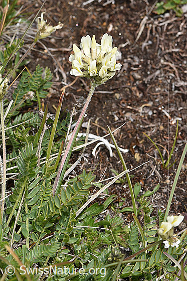 Photo: Oxytropis campestris. Whole plant (habiti).