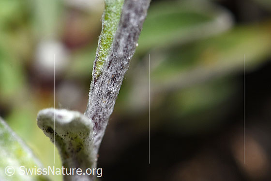 Foto: Edelweiss (Leontopodium alpinum). Stängel und Blätter.