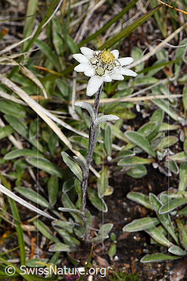 Photo: Leontopodium alpinum. Whole plant (habiti)
