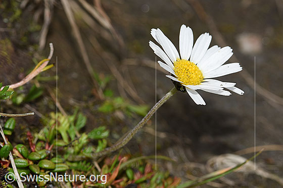 Foto: Gewöhnliche Alpenmargerite (Leucanthemopsis alpina). Ganze Pflanze (Habitus).