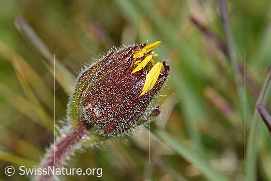 Photo: Arnica montana. Flower still closed.