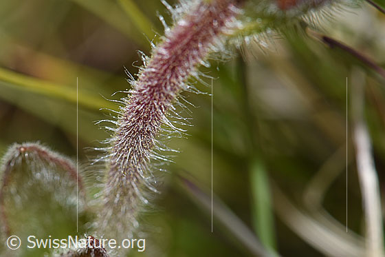 Photo: Arnica montana. Hairy stem.