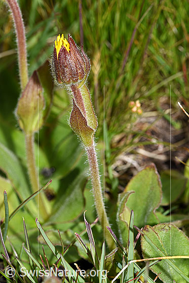 Photo: Arnica montana. Whole plant (Habitsu). Flower still closed.