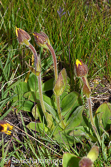 Photo: Arnica montana. Several specimens, all still with closed flower.