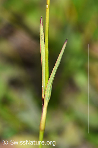 Foto: Gewöhnliche Kartäuser-Nelke (Dianthus carthusianorum). Stängel und Stängelblätter.