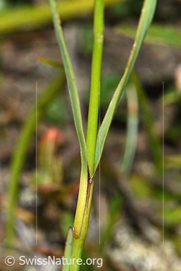 Foto: Gewöhnliche Kartäuser-Nelke (Dianthus carthusianorum). Stängel und Stängelblätter.