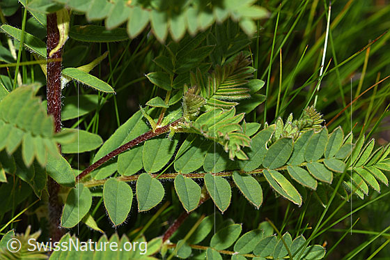 Photo: Astragalus penduliflorus. Stem and leaves.