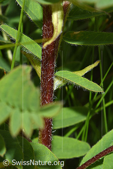 Photo: Astragalus penduliflorus. Stem and leaves.