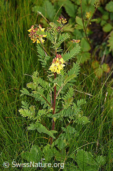 Photo: Astragalus penduliflorus. Whole plant.