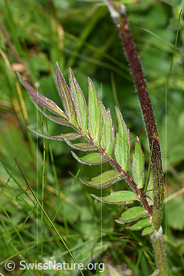 Foto: Wahrscheinlich Verschiedenblättriger Baldrian (Valeriana versifolia). Blätter und Stengel.