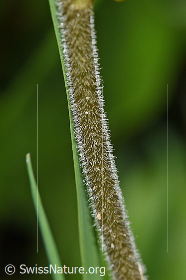Foto: Grosses Zweiblatt (Listera ovata). Stängel.