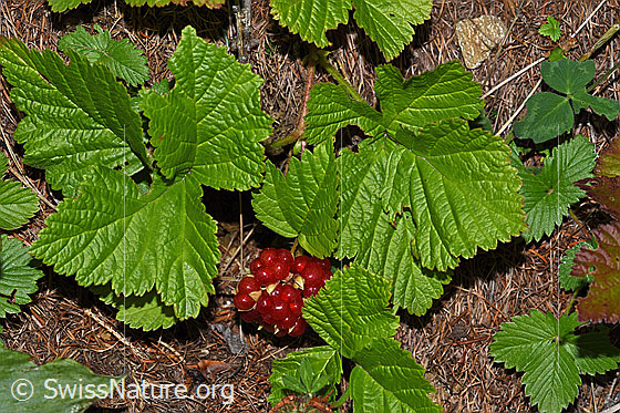 Foto: Steinbeere (Rubus saxatilis). Beere und Blätter.