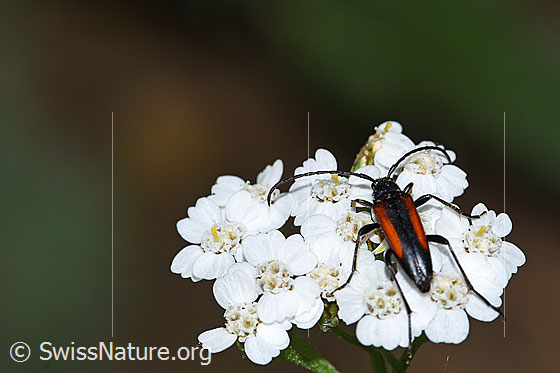Kleiner Schmalbock (Stenurella melanura) auf Moschus-Schafgarbe (Achillea erba-rotta)