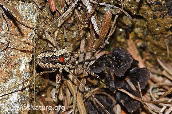 Foto: Wahrscheinlich Gemeiner Gebirgsweberknecht (Mitopus morio). Körperlänge: Männchen 4.5 - 6.5mm, Weibchen 7 - 9mm. Ansicht von oben. Beim roten Punkt handelt es sich um eine Milbe.