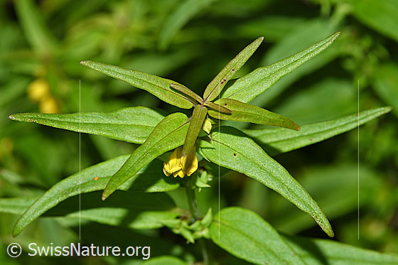 Foto: Wald-Wachtelweizen (Melampyrum sylvaticum). Blätter und Blüte.