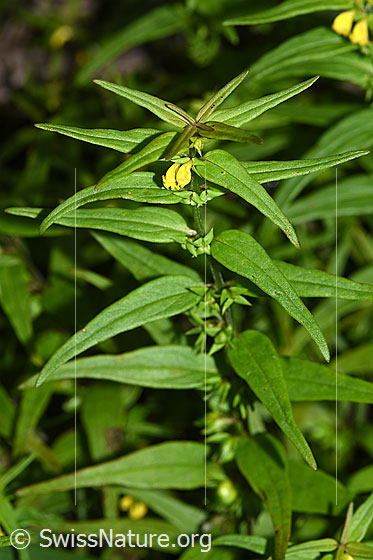 Foto: Wald-Wachtelweizen (Melampyrum sylvaticum). Blüten, Blätter und Stängel.