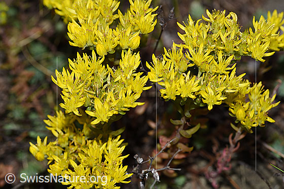 Felsen-Mauerpfeffer (Sedum rupestre)