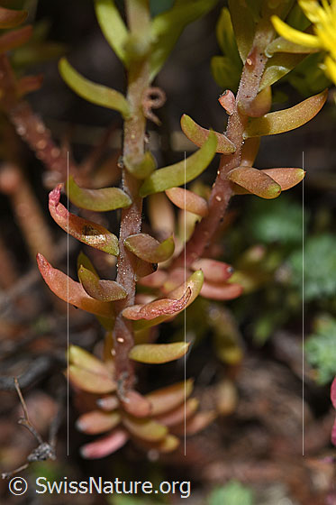 Foto: Felsen-Mauerpfeffer (Sedum rupestre). Stängel und Blätter.