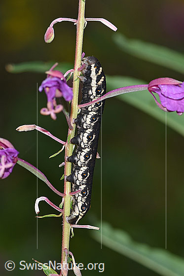 Nachtkerzenschwärmer (Proserpinus proserpina) an Wald-Weidenröschen (Epilobium angustifolium)