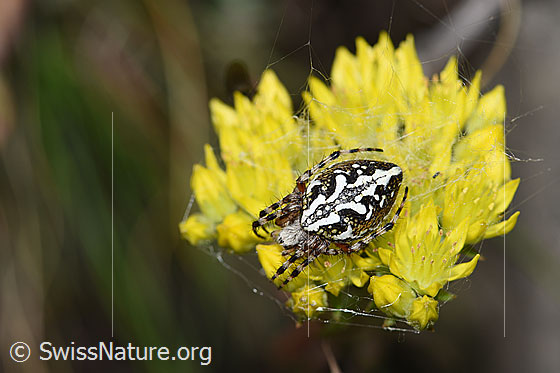 Photo: Aculepeira ceropegia on Sedum rupestre. View from above.
