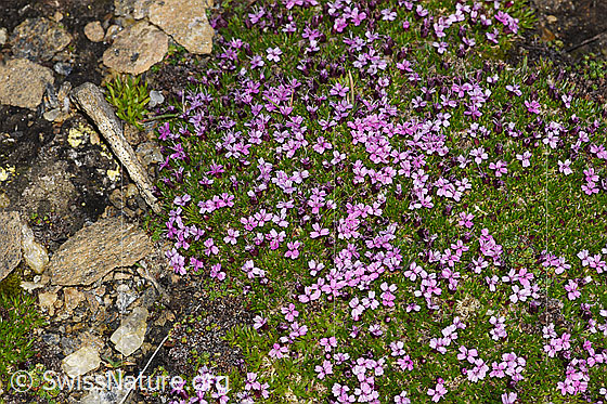 Photo: Silene acaulis. Whole plant (habiti).